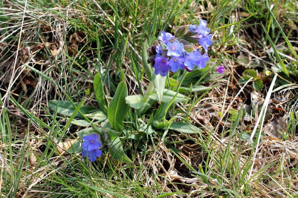 Pulmonaria australis?